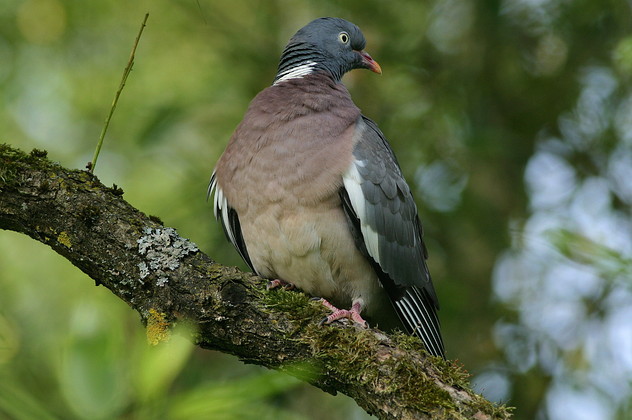 Ringeltaube
