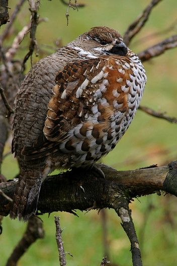 Haselhuhn