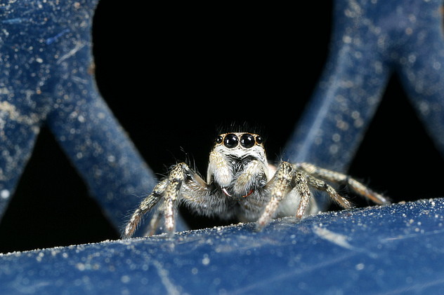 Zebraspringspinne