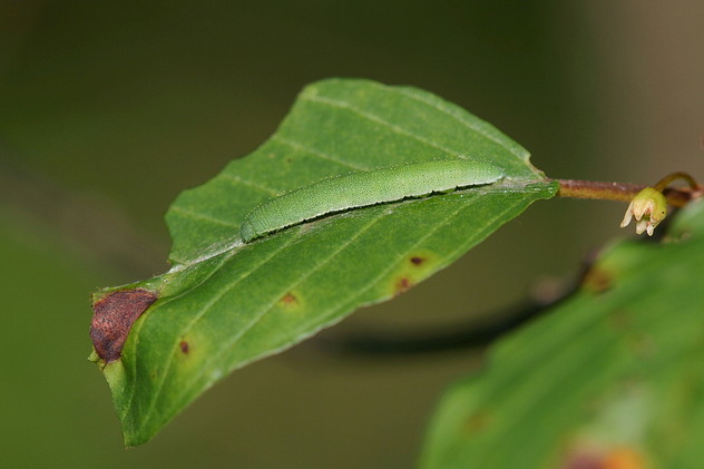 Zitronenfalter
