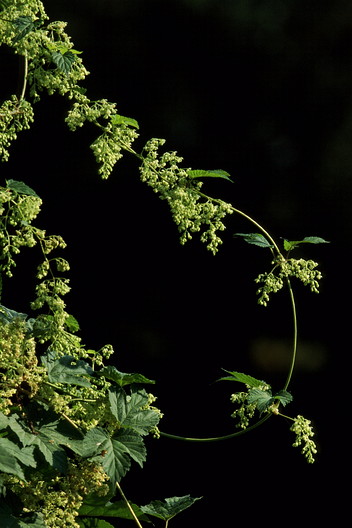 Hopfen, Humulus lupulus (LINNAEUS)