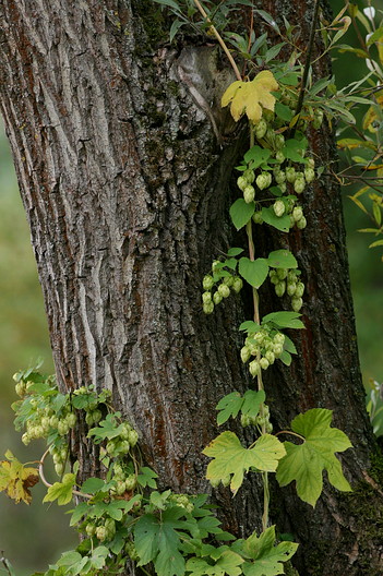 Hopfen