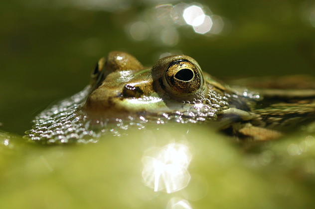 Teichfrosch
