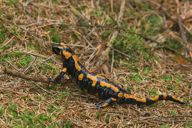 Feuersalamander