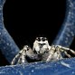 Zebraspringspinne