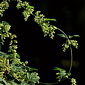 Hopfen