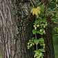 Hopfen