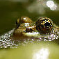 Teichfrosch