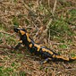 Feuersalamander