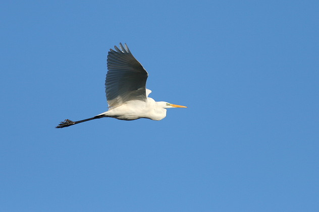 Silberreiher