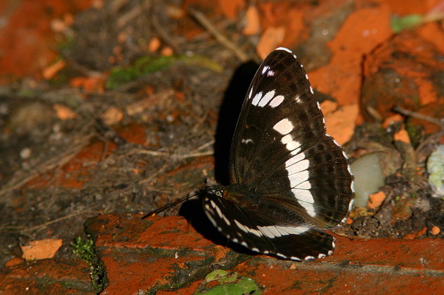 Kleiner Eisvogel