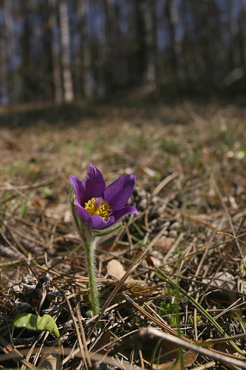 Küchenschelle