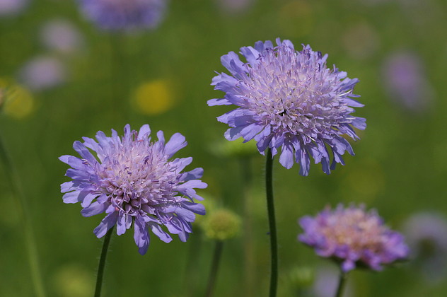 Acker-Witwenblume
