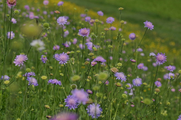 Acker-Witwenblume