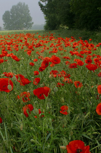 Klatschmohn, Papaver rhoeas (LINNAEUS)