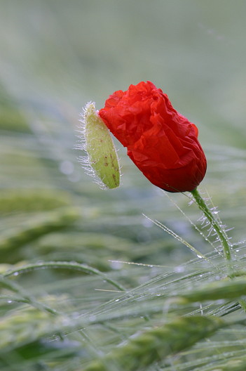 Klatschmohn, Papaver rhoeas (LINNAEUS)