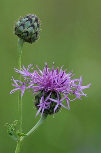 Skabiosen-Flockenblume