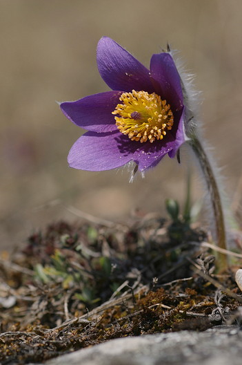 Küchenschelle