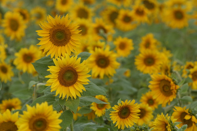 Sonnenblume