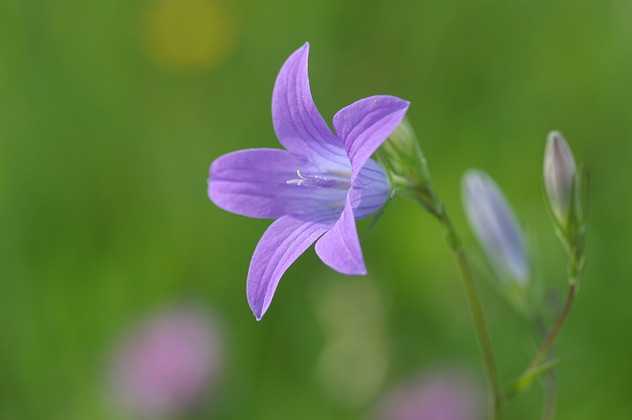 Wiesenglockenblume