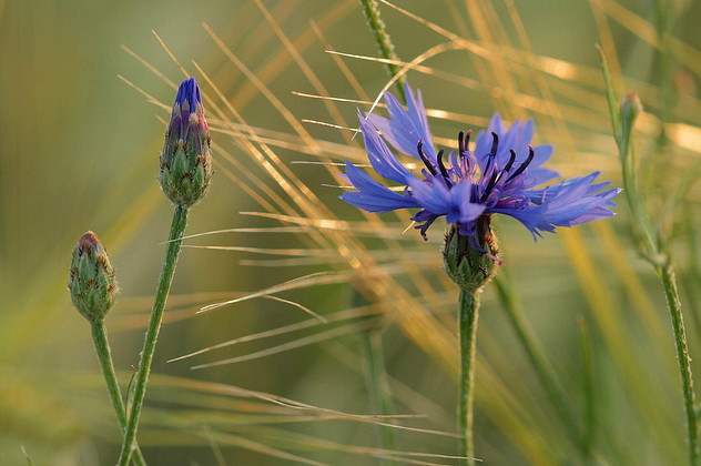 Kornblume