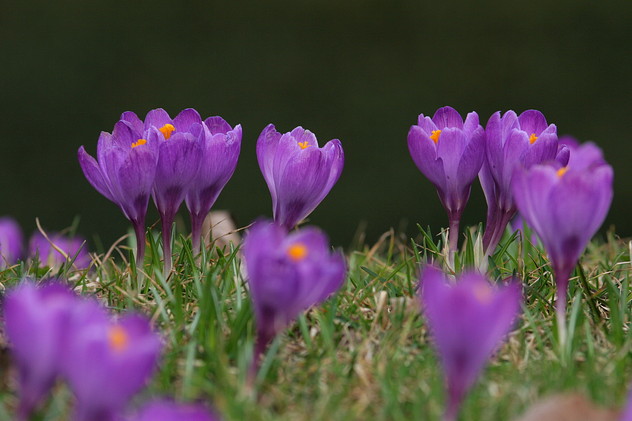 Krokus