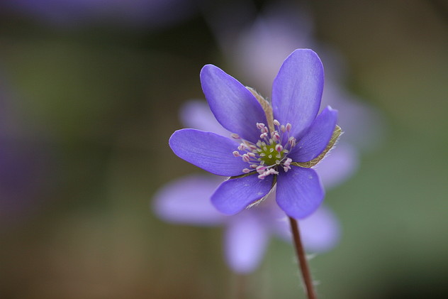Leberblümchen