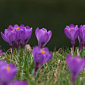 Krokus