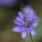 Leberbl&uuml;mchen