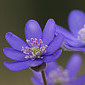 Leberbl&uuml;mchen