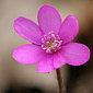 Leberbl&uuml;mchen