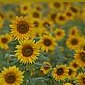 Sonnenblume