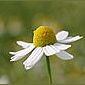 Blumen