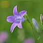Wiesenglockenblume