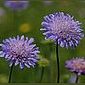 Acker-Witwenblume