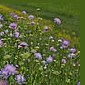 Acker-Witwenblume