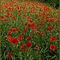 Klatschmohn