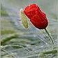 Klatschmohn
