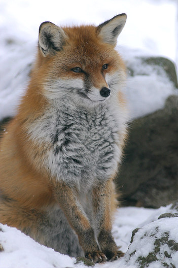 Fuchs, Rotfuchs