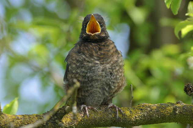 Amsel