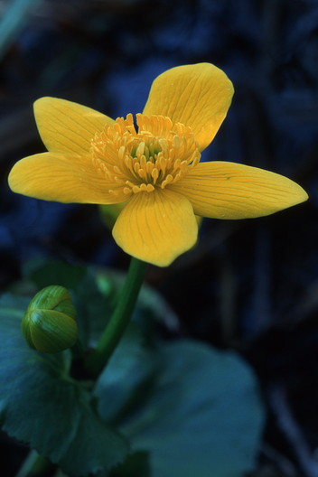 Sumpfdotterblume, Caltha palustris (LINNAEUS)