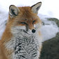 Januar