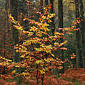 November