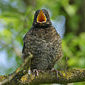 Amsel