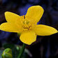 Sumpfdotterblume