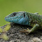 Reptilien und Amphibien