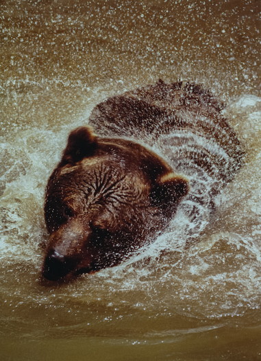 Braunbär, Ursus arctos (LINNAEUS, 1758)