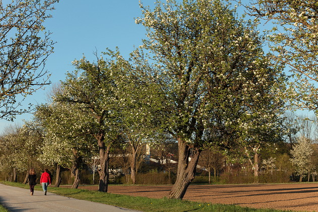 Obstbaumallee in Blüte