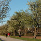 Obstbaumallee in Bl&uuml;te