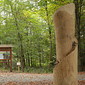 Waldfeen